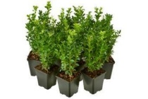 buxus