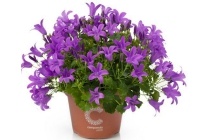 campanula