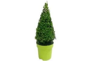 buxus pyramide