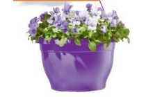 violen in hangpot