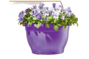 violen in hangpot