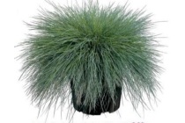 festuca