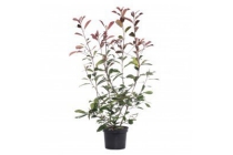 photinia red robin