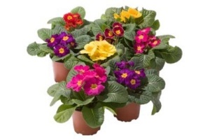 primula