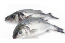 zeebaars