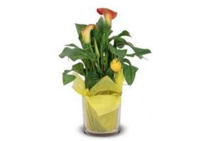 calla in glas