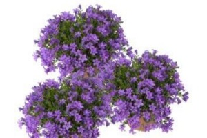 campanula