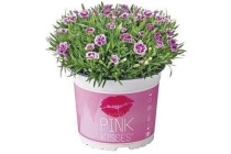 anjer dianthus pink kisses