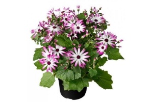 senecio senetti