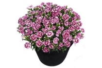 anjer dianthus charmy