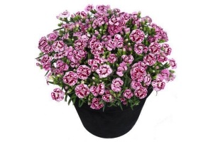 anjer dianthus charmy