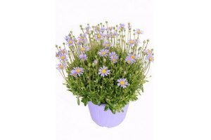 blauwe margriet felicia amelloides