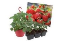 aardbeienplant in hangpot