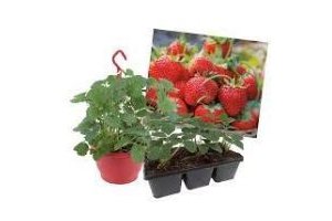 aardbeienplant in hangpot