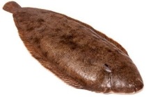 noordzee sliptong