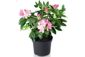 Dwerg Rhododendron nu voor 4,99 - Beste.nl