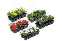bestellen hek Voorwaarden Praxis huismerk Bloemen, planten & zaden aanbieding (pagina 6 van 12) -  Beste.nl