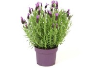 lavendel anouk