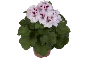 franse geranium pelargonium grandiflorum