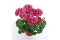 pelargonium geranium staand