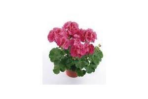 pelargonium geranium staand