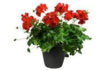 pelargonium peltatum