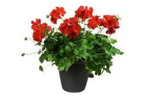 pelargonium peltatum