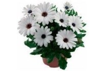 osteospermum spaanse margriet