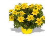 bidens tandzaad