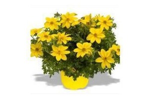 bidens tandzaad