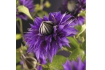 clematis multi blue bosrank