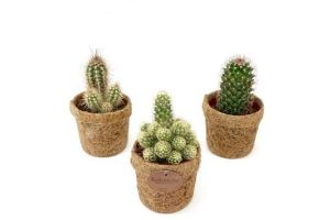 cactus in kokopot