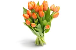 oranje tulpen