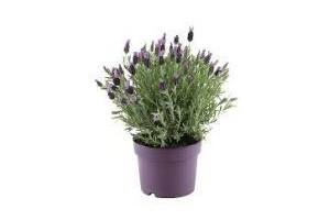 lavendel