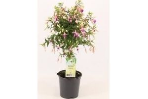 fuchsia op stam