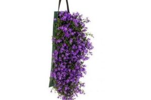 wandhanger campanula addenda