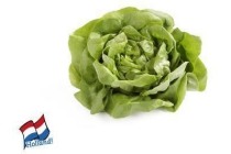 hollandse kropsla