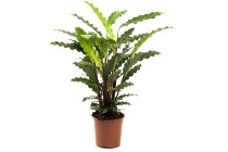 calathea mix