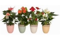 spar anthurium