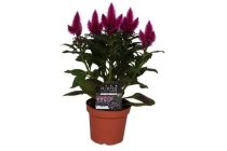 celosia deep purple