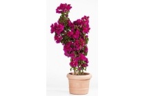 bougainvillea