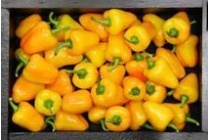 tinkerbell paprika s