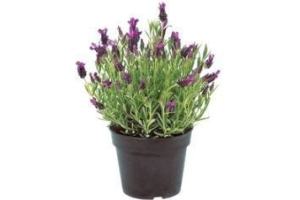 lavendel