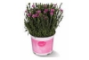 anjer dianthus pink kisses