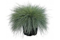 festuca