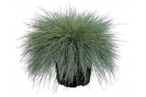 festuca