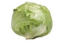 hollandse ijsbergsla