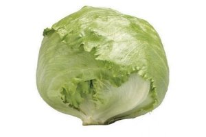 hollandse ijsbergsla
