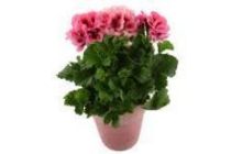 franse geranium in pot