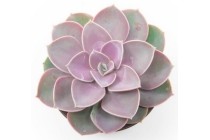 echeveria purple pearl